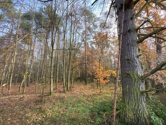 Lesní pozemek Chářovice - 14
