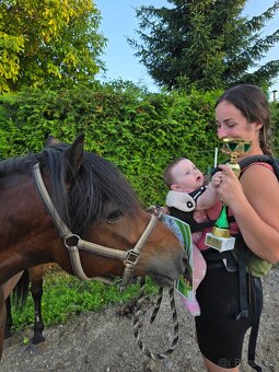 Huculská klisna, hucul, pony, malý kůň - 14