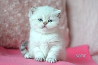 Koťátka s PP k rezervaci - 14