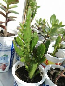 Sukulenty. kaktusy, tlustice, sansevierie, pokojové rostliny - 14