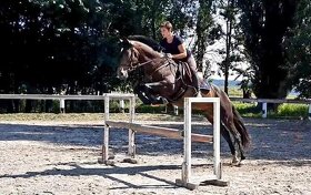 PŘIPOUŠTĚNÍ PSLusitano - 14