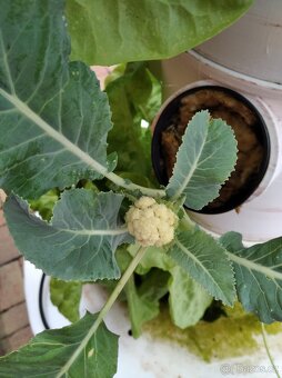 Hydroponicka věž - 7 pater - 14