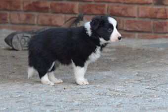 Border Collie - černobílý pejsek s PP - 14