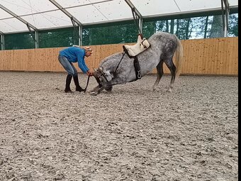 Lusitano - exkluzivní valach - 14