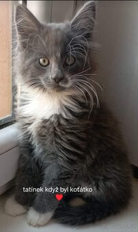 Koťata mainská mívalý - 14