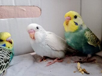 Andulka vlnkovaná - 14