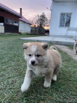 Akita inu šteňátka - 14