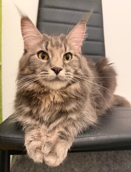 Mainska myvali kotata s PP - 14