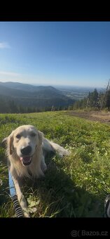 Zlatý retrívr ke krytí bez pp - 14