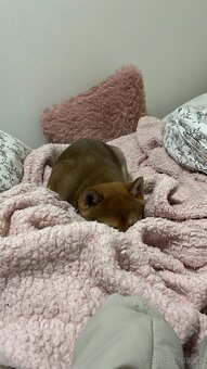 Štěňátko Shiba inu s PP - 14