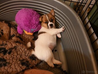 Jack Russell terier s PP - 14