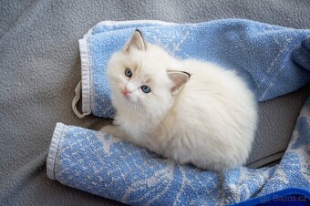 Hebká koťátka Ragdoll - odběr polovina června - 14