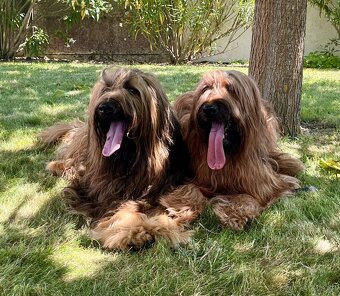 PLAVÁ ŠTĚŇÁTKA BRIARDŮ - 14