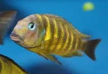 TLAMOVCI    TANGANIKA      MALAWI - 14