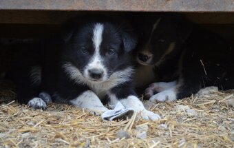 Border kolie s PP krátkosrstá - štěňátka - 14