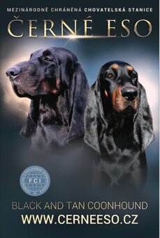 Coonhound Black and Tan/ Americký mývalí pes - 14