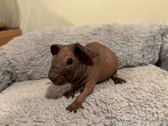 Samečci skinny morčátek - 14