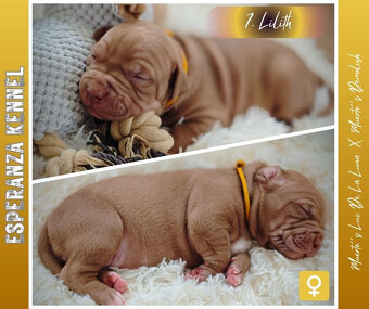 Americký pitbull teriér štěňata s PP - 14