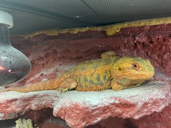 Prodám agamu+ všechny vybaveni. Rychlá koupe sleva 500 a vic - 14