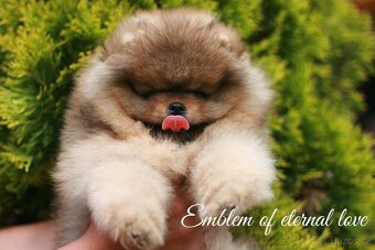 Pomeranian FCI - 14