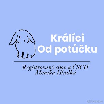 Zakrslý beránek s rodokmenem - 14