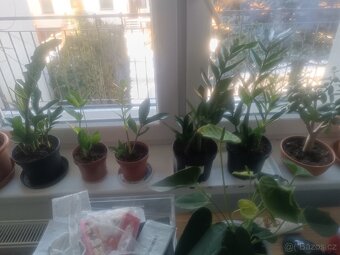 Prodám tlustice + palmy + jiné rostliny - 14