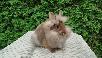 Zakrslý králík, králíček -(lvíček)-NATANIEL - 14