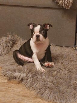 Bostonský teriér s PP FCI - 14