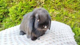 Zakrslý beránek, králíček, králík - PEGGY - 14