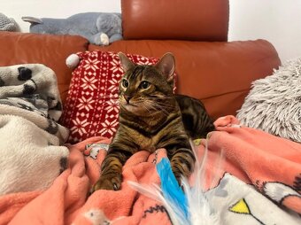 Bengálská kočka - 14