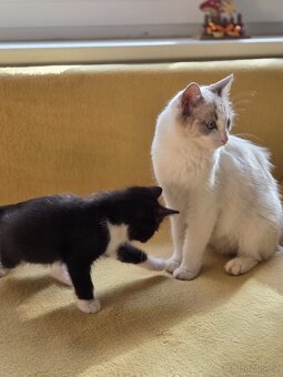 Daruji Ragdoll koťátka - kříženec - 14