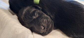 Flat Coated Retriever - štěňátka s PP + možnost lekcí zdarma - 14