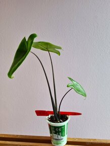 Alocasia, philodendron, syngonium, monstera a další - 14