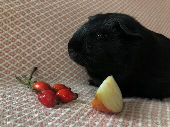 Morče - morčátko - 14