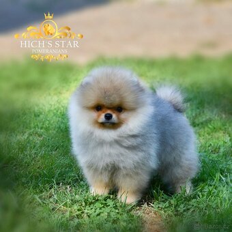 Pomeranian s PP FCI - 14