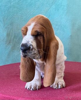 Štěňata Bassethound s PP - 14