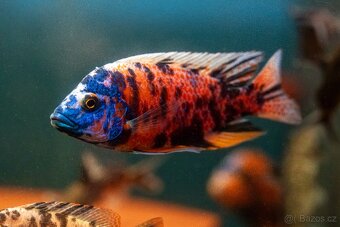 Malawi tlamovci - 14