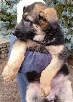 ŠTĚŇATA NĚMECKÉHO OVČÁKA TYPU REX - 14