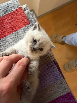 Britská koťata - 14