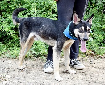 FLOKY K ADOPCI - 1 ROK, HRAVÝ,MILÝ,VHODNÝ K DĚTEM - - 14
