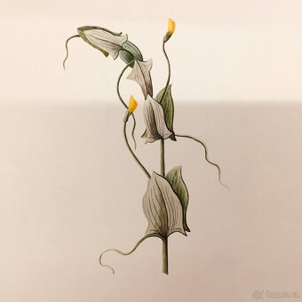 90 originalnich maleb rostlin z roku 1900 - 14