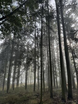 Prodám lesní pozemek v k.ú. Žichlice u Hromnic - 14