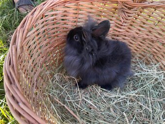 Zakrslí králíčci - 14