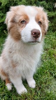 Australský ovčák s PP - red merle - 14