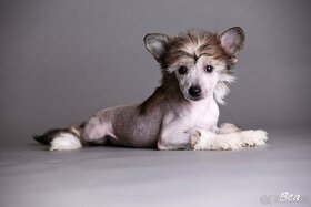 Čínsky chocholatý pes - šteniatka - 14