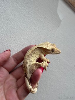 Mláďata pakegonů řasnatých - 14