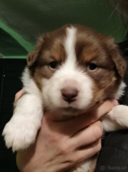 Australský ovčák štěňátka s PP - 14