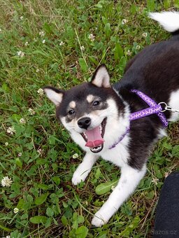 Shiba inu, štěňátko, fenečka. - 14