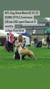 Americký stafordšírský teriér s PP fenka 1 - 14