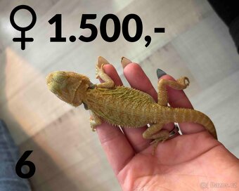 Agama vousatá  - mláďata, vlastní chov - 14